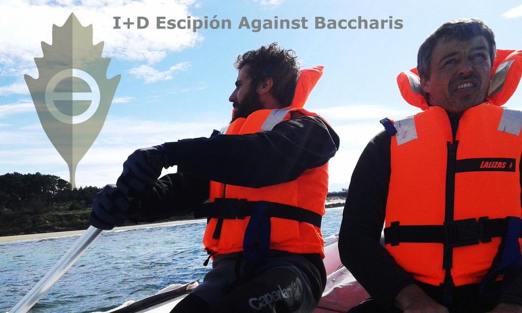 BACCHARIS